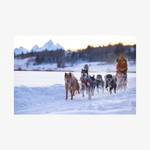 Jackson Hole Dog Sledding Adventure For Two