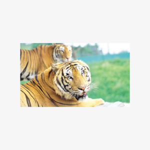 Everland Amusement Park with free-ride Ticket For Two